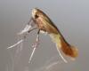 Caloptilia robustella